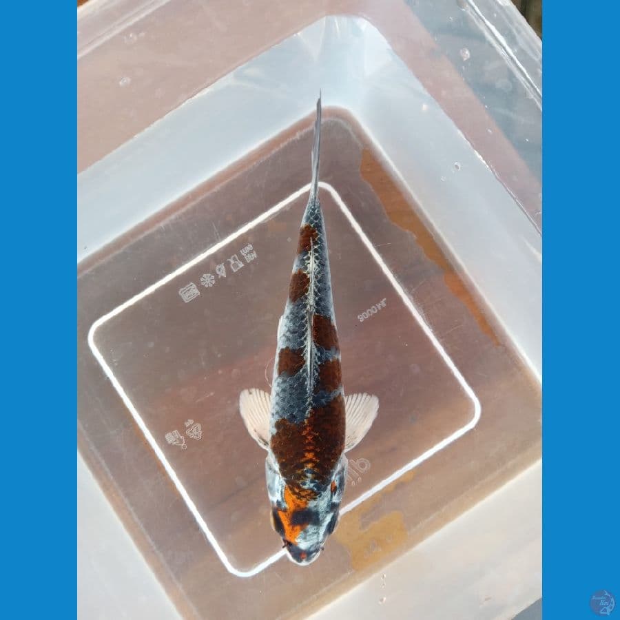 BENI GINGGA HQ 18CM