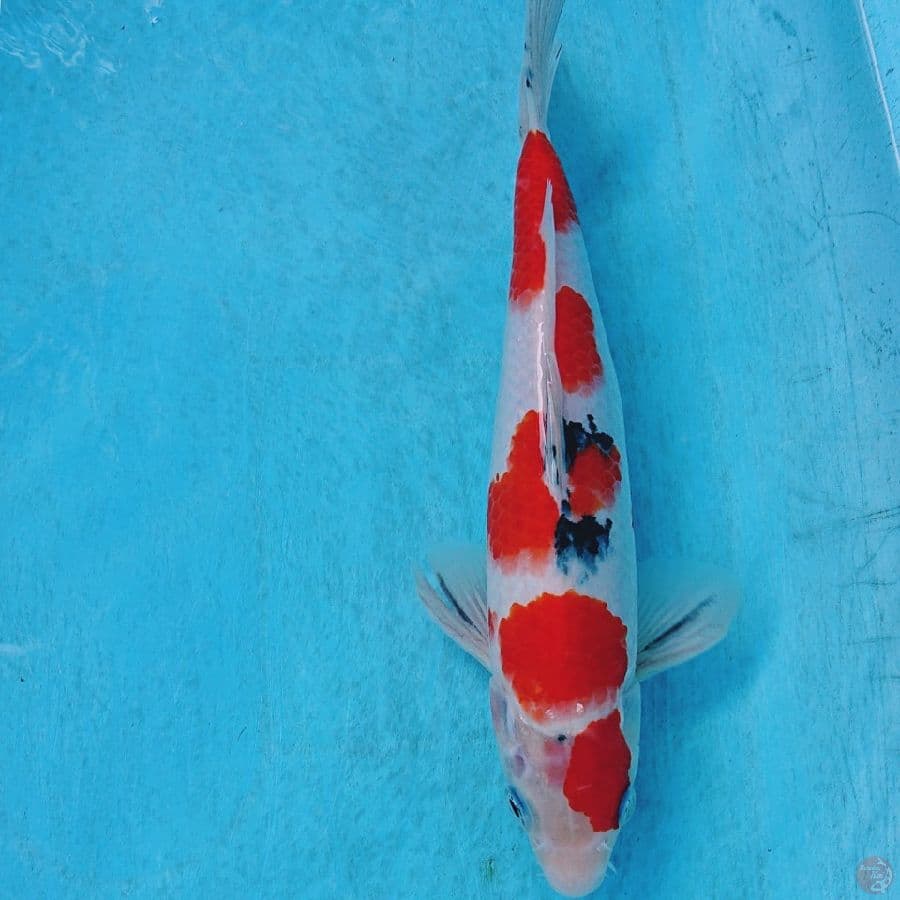 SANKE 27 CM