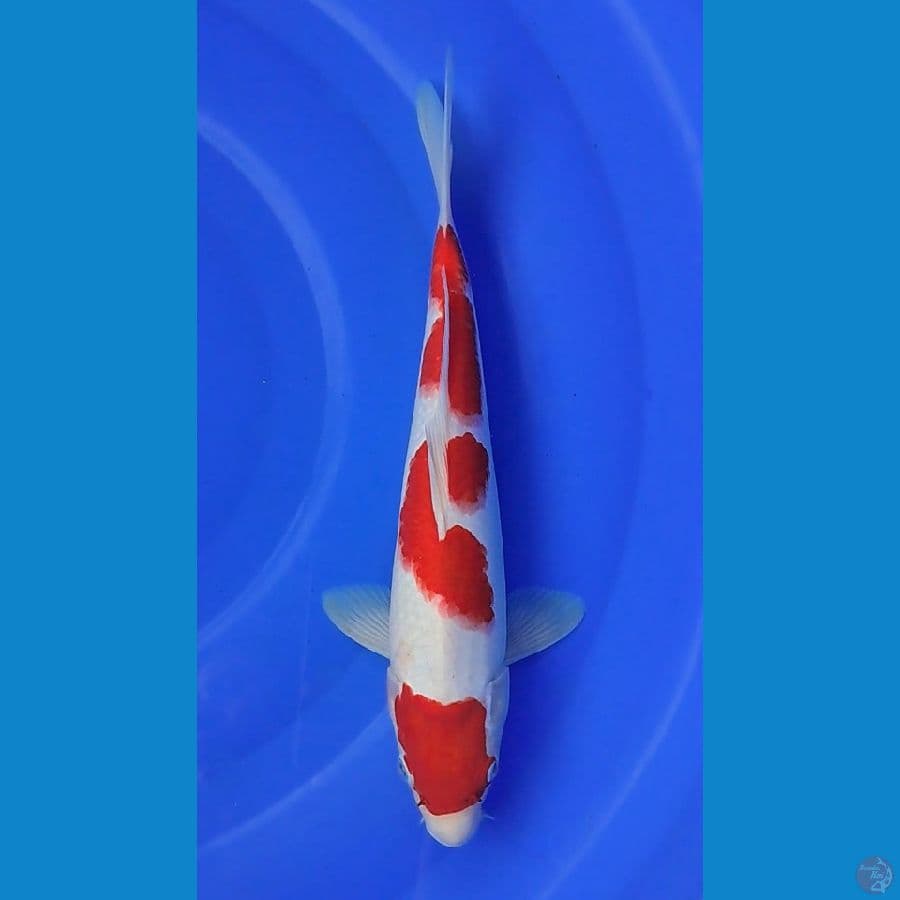 Kohaku