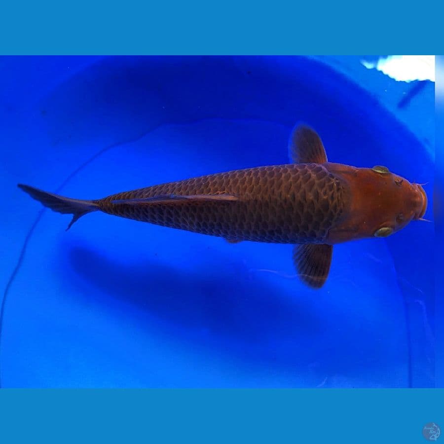 JANTAN CARAMEL HQ 30CM