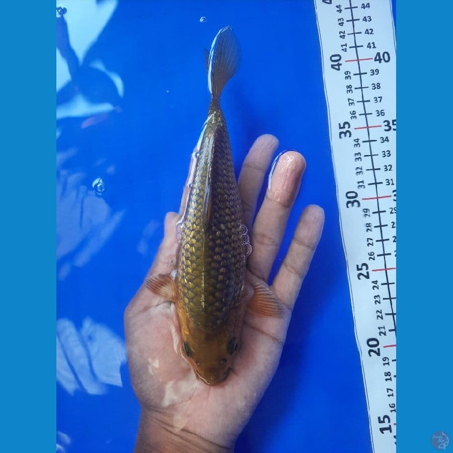 20cm