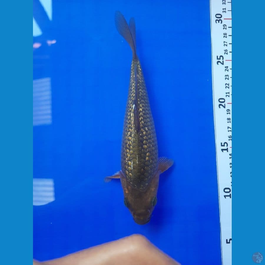 20cm
