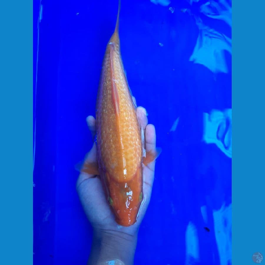 30cm