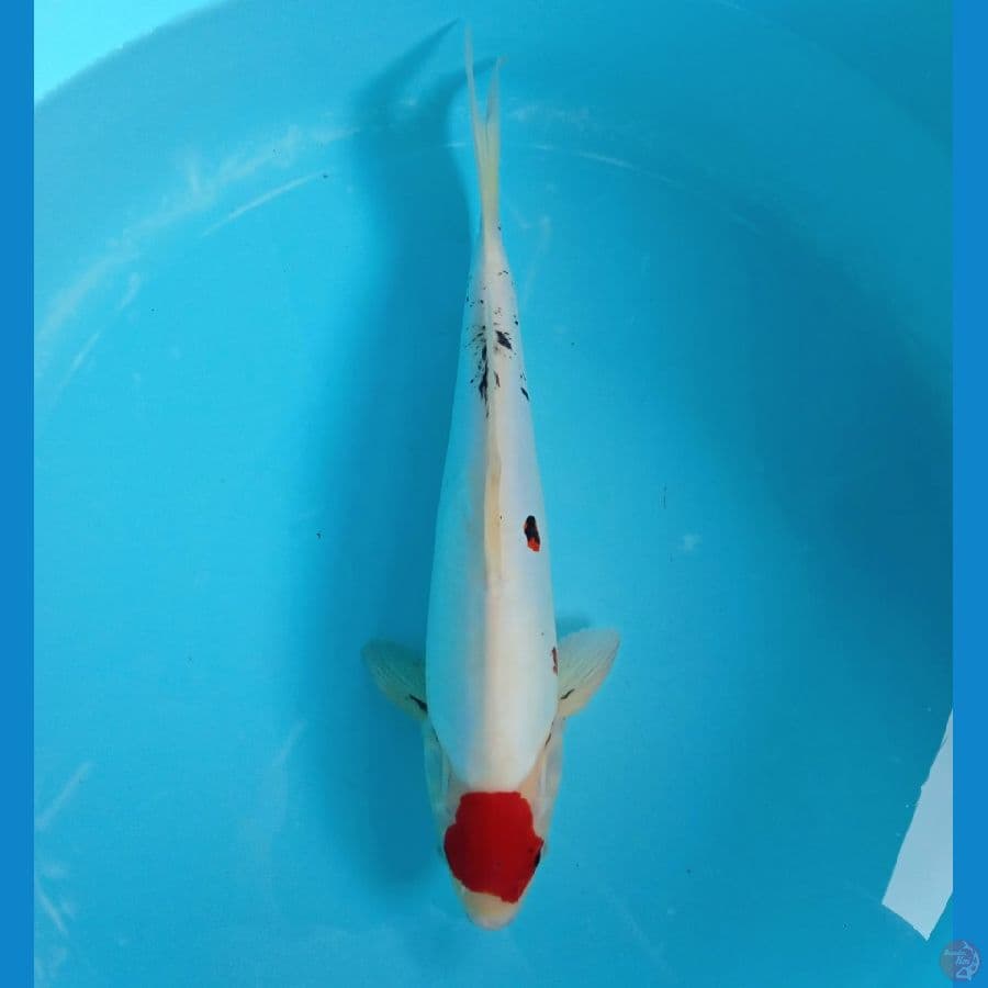 TANCHO SHOWA DOIT ORI MALE 37CM