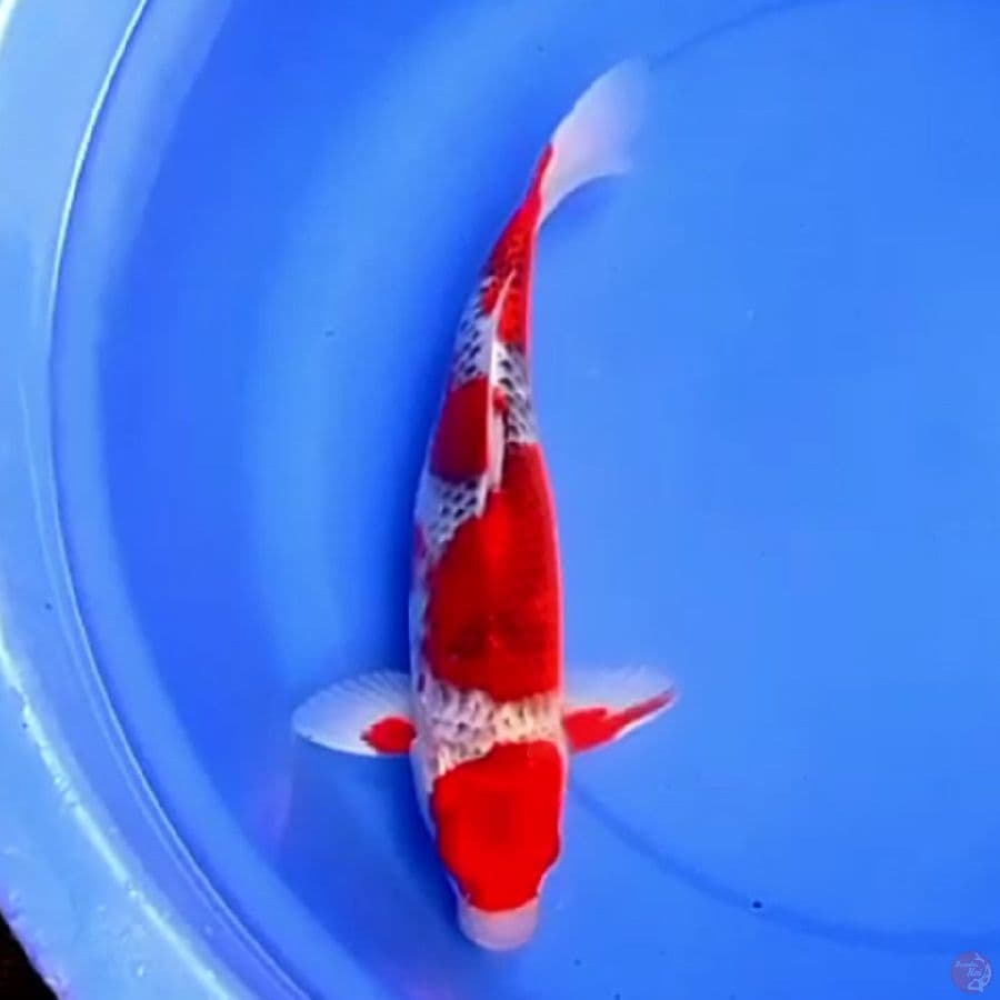37cm ISTIMEWA GOSHIKI PEKAT