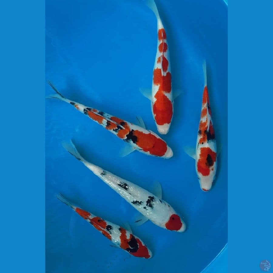 PAKET KOHAKU SANKE HQ ginrin/sisik 20-25CM