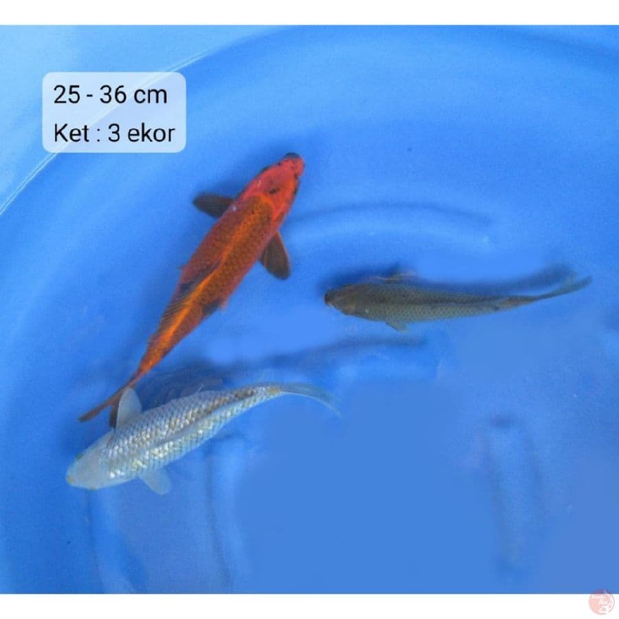 25-36cm, Paket Mix 1