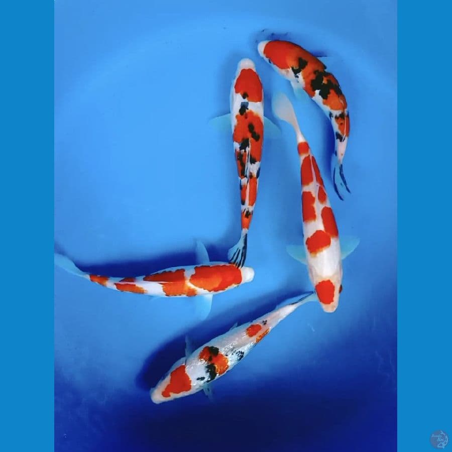 PAKET KOHAKU SANKE HQ 22-25CM