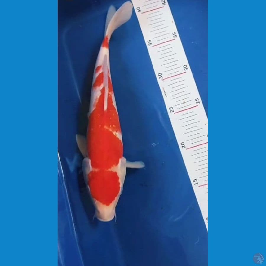 kohaku 28cm