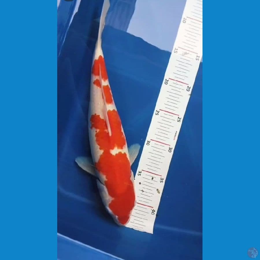 kohaku 33cm