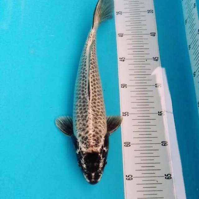 Penjinak kolam Bongsor