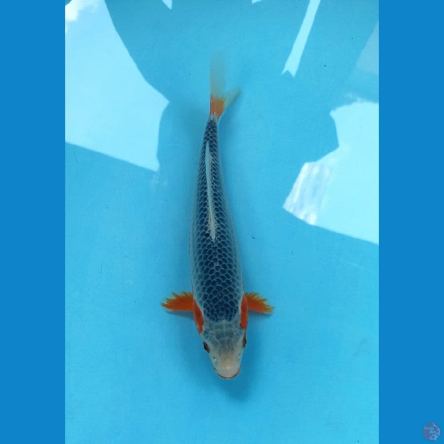 Asagi SQ 22cm male