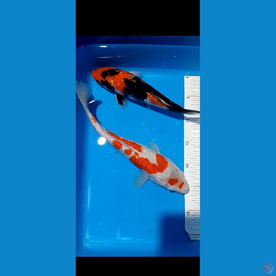 26 34 cm showa kohaku ginrin