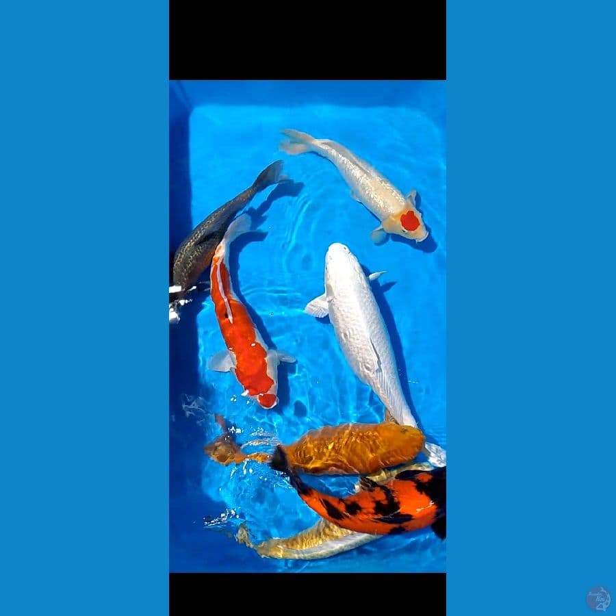 50 cm 2 ekor 60 cm 4 ekor 63 cm 1 ekor