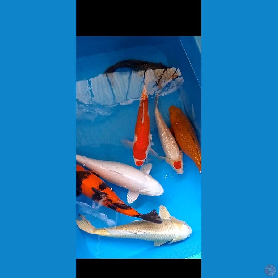50 cm 2 ekor 60 cm 4 ekor 63 cm 1 ekor