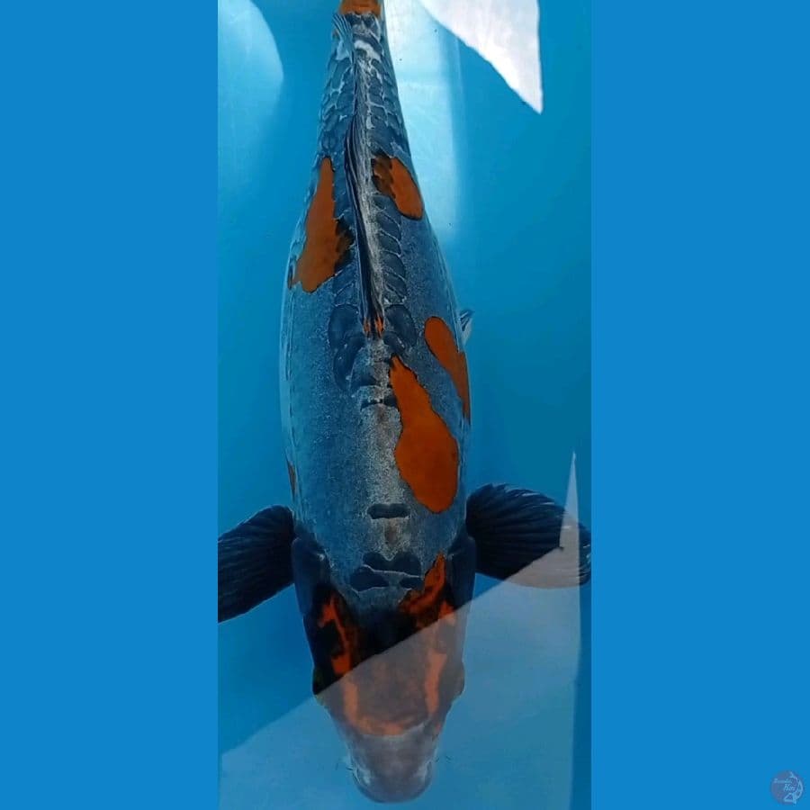 kiko 38 cm