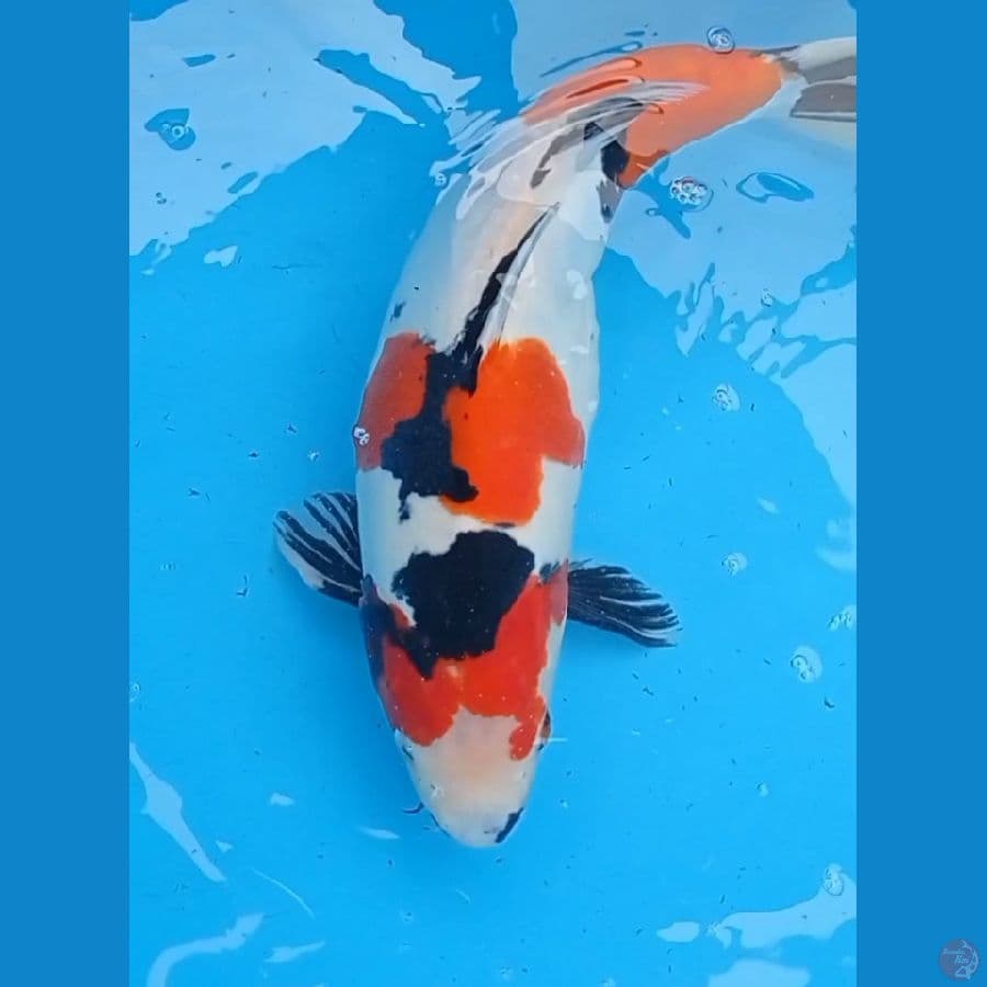 42 cm Doitsu Showa
