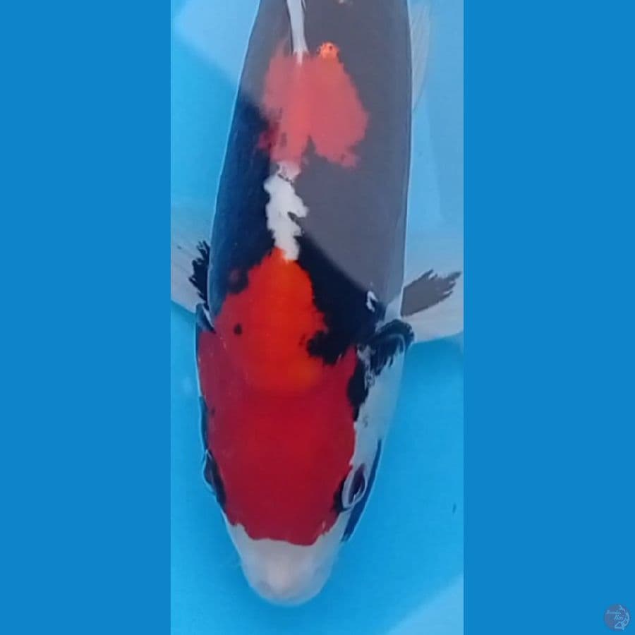 35 cm Beni kumon Jantan