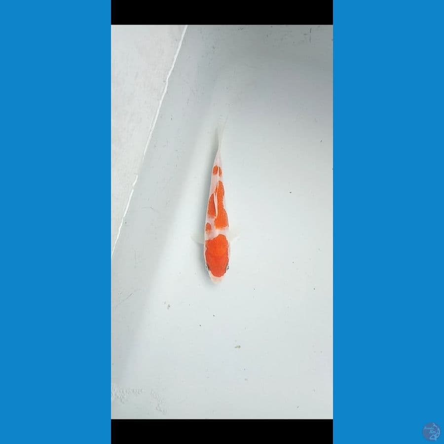 beby kohaku 12cm
