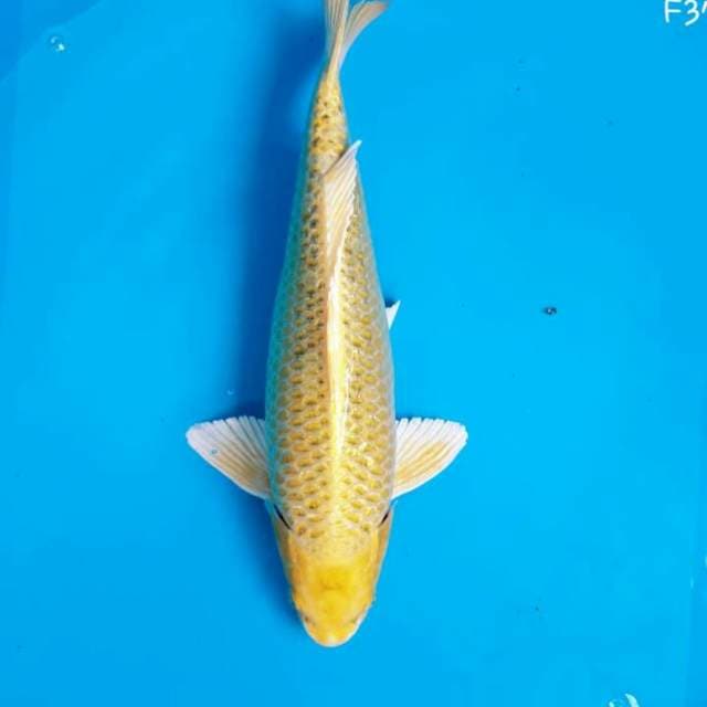 Yamabuki