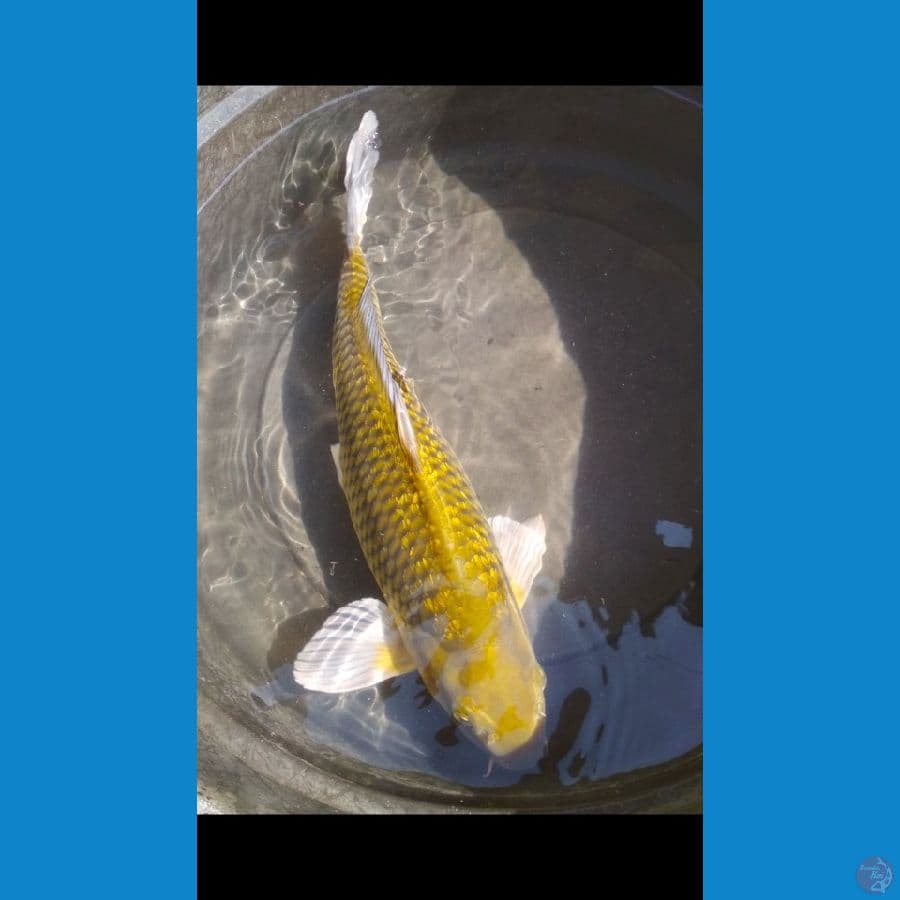 midori ginrin 44cm Male