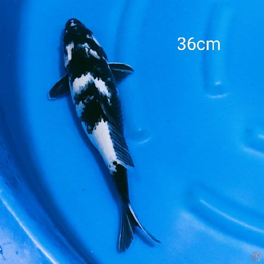 Shiroutsuri 36cm