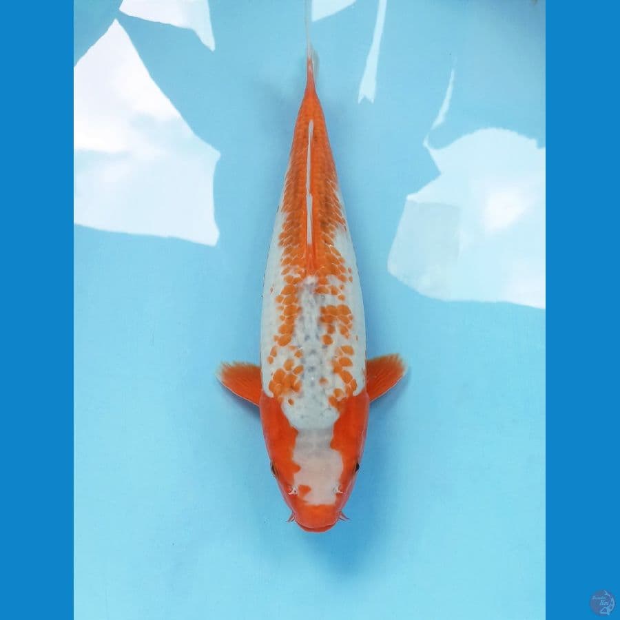 Asagi kanoko 32cm