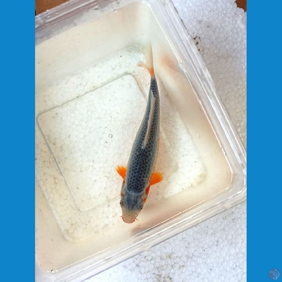 Asagi 17cm