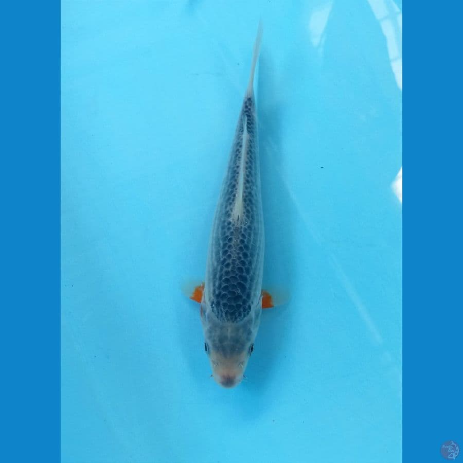 Asagi 22cm