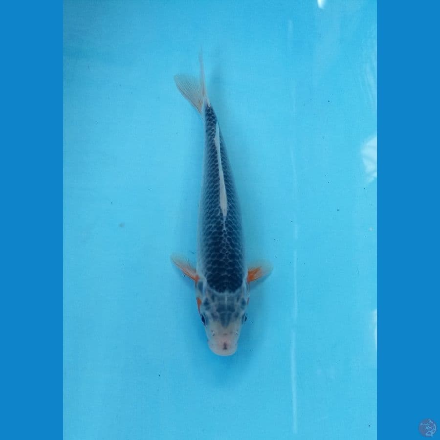 Asagi 21cm