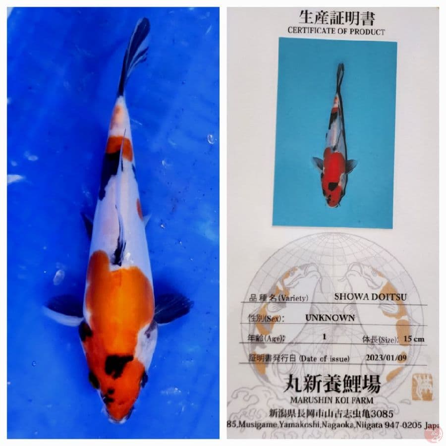 20bu Import Showa doitsu
