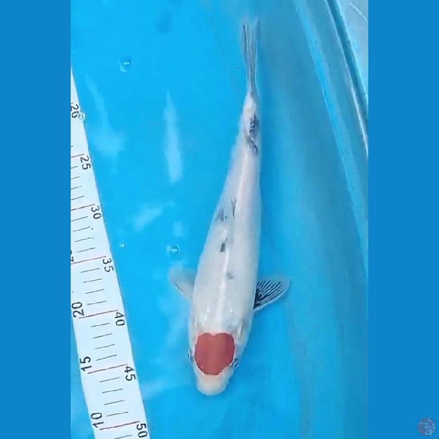 37 cm tanco showa tategoi