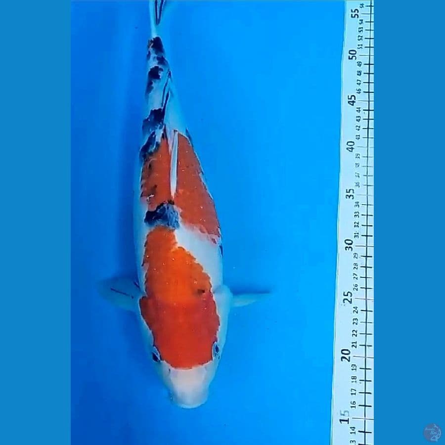 47 cm jumbo sanke fm