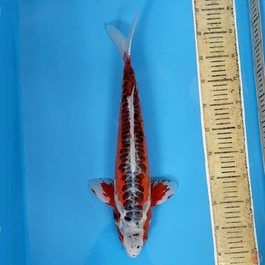Shusui Pejantan ~48 M