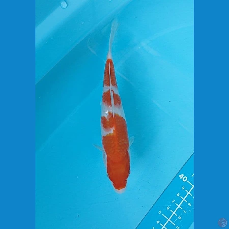 kohaku 20 cm