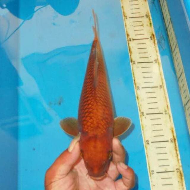 TEMBAGA CHAGOI JINAK