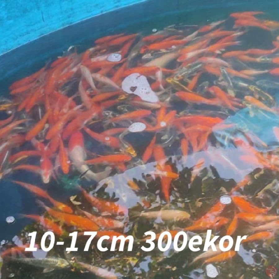 PAKET 10-17CM 300EKOR