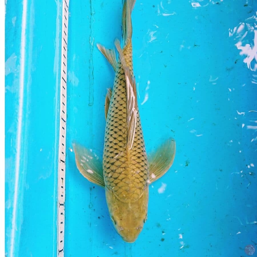 KUMPAY MIDORIGOI 33 CM