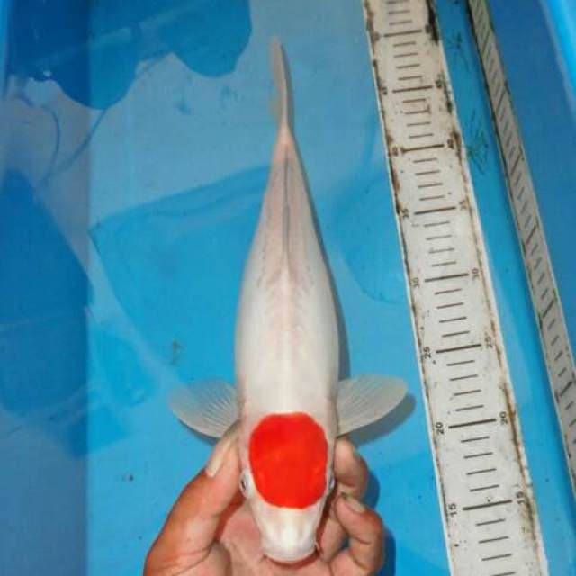 TANCHO PURNAMA