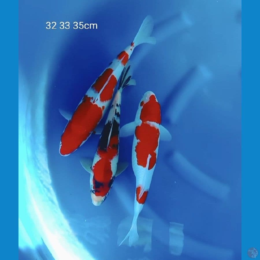 Kihaku dan showa 32 33 35cm