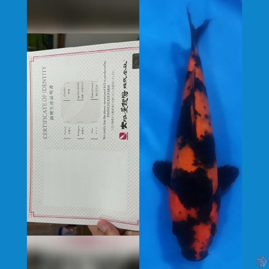 DAINICHI HI UTSURI