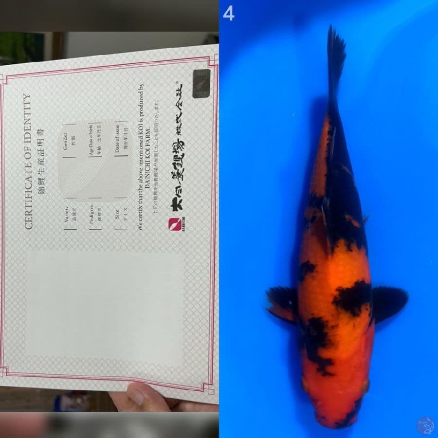 DAINICHI HI UTSURI