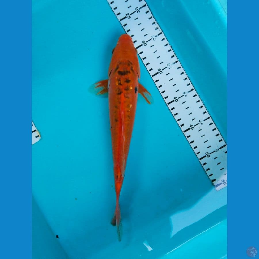 hana shusui 30cm