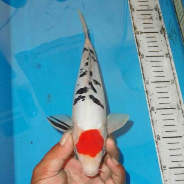 TANCHO SANKE DALMATION