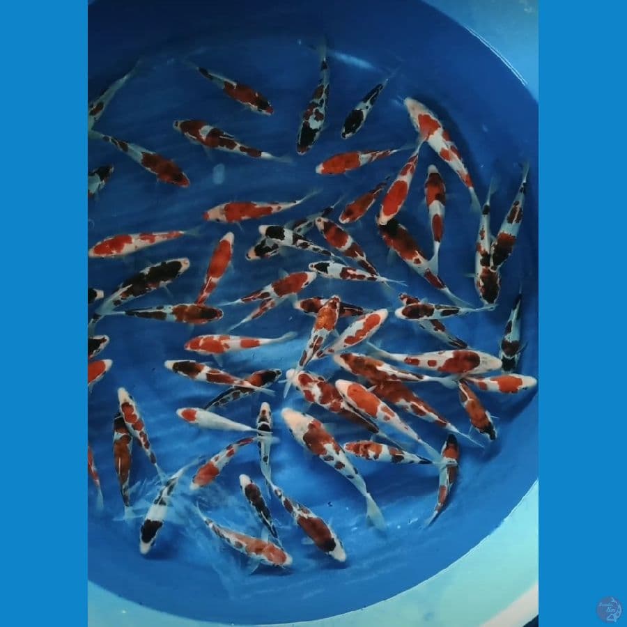 Goromo/aiGoromo 14-24cm(61ekor) sangat layak dibesarkan !!!