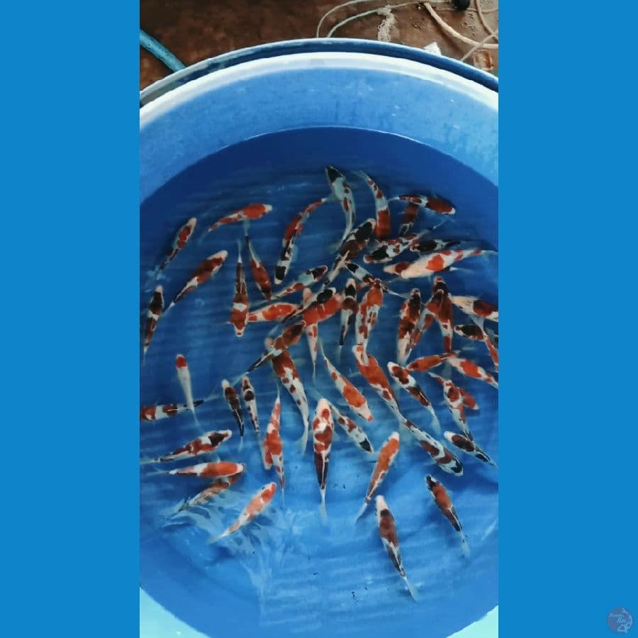 Goromo/aiGoromo 14-24cm(61ekor) sangat layak dibesarkan !!!