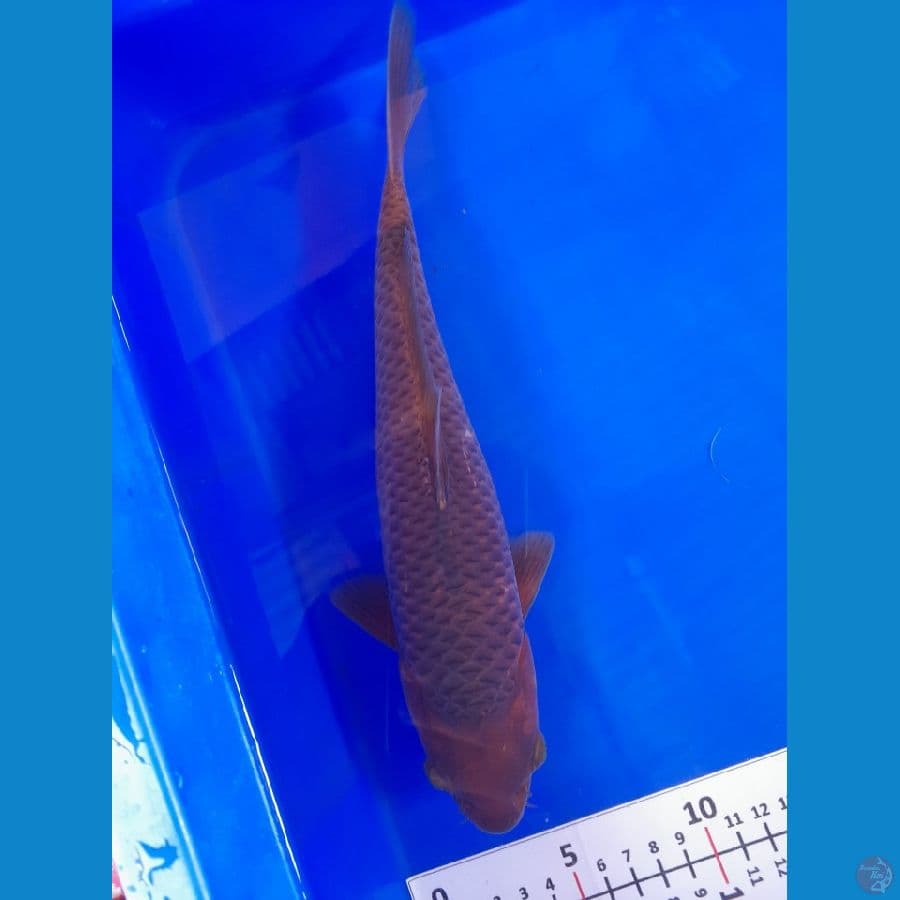 Caramel 28cm