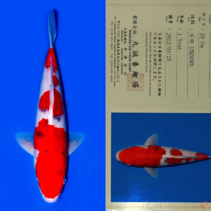 MARUSEI KOROMO SQ 32CM