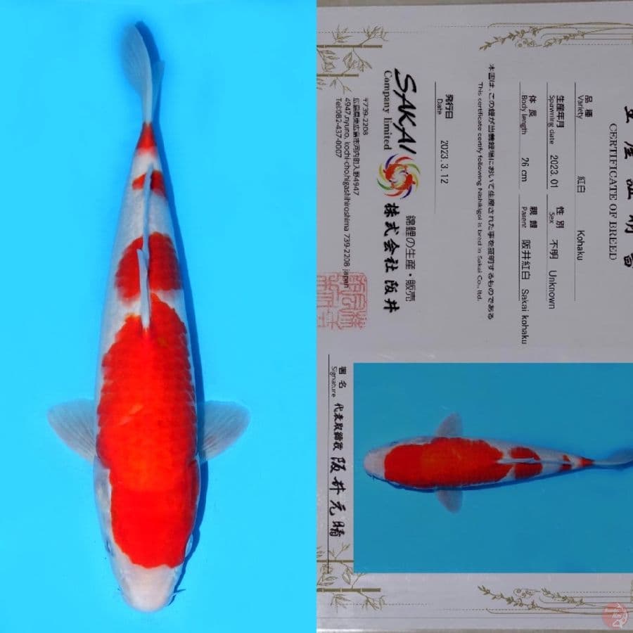 SAKAI SANDAN KOHAKU SQ 34CM
