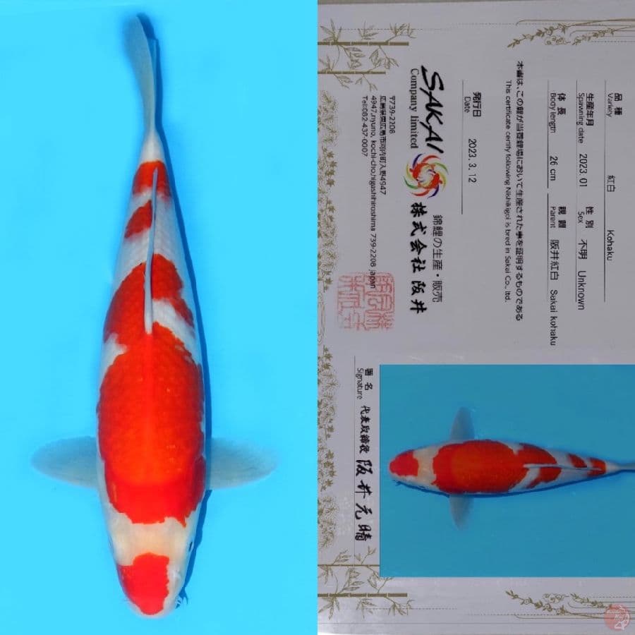 SAKAI YONDAN KOHAKU SQ 40BU